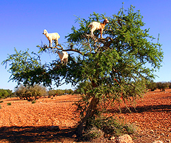 ARAGONKOKA