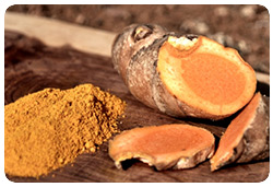 Haridra (Curcuma longa)